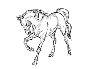 Galloping horses. Hand-drawn illustration