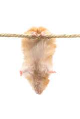 hamster isolated on a white