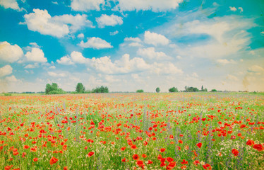 Field of bright red corn poppy flowers in summer