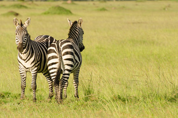Naklejka premium Zebras in Masai Mara, Kenya