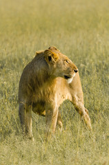 Lioness in the Masai Mara National Park, Kenya