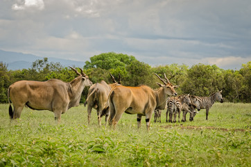 Eland antelopes and Zebras in Aberdare, Kenya