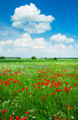 Field of bright red corn poppy flowers in summer