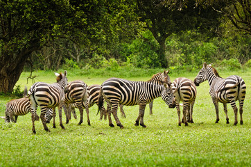 Fototapeta na wymiar Zebras in Aberdare, Kenya