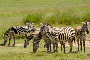 Fototapeta na wymiar Zebras in Aberdare, Kenya
