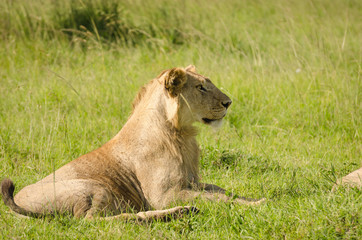 Lioness in the Masai Mara National Park, Kenya