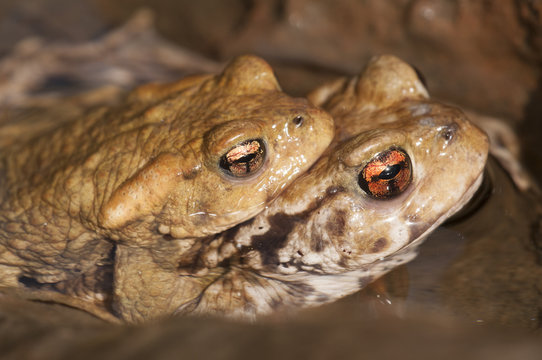 Sapo com&uacute;n