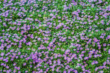 Naklejka premium Beautiful purple daisy flowers blooming in the garden