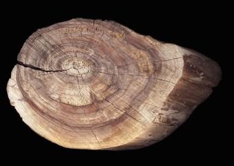 Срез дерева на чёрном фоне   © i_valentin