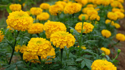 Marigold Field