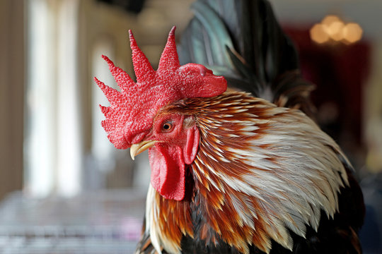 closeup of rooster
