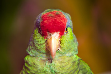 Staring Contests with Copycats