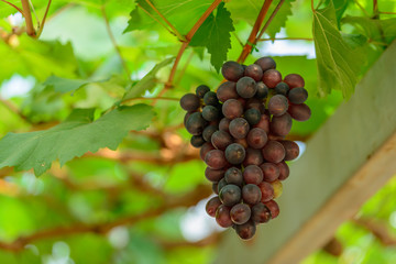 Branch of grapes on the vine in vineyard