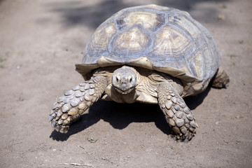 Seychelles giant tortoise (Aldabrachelys gigantea)