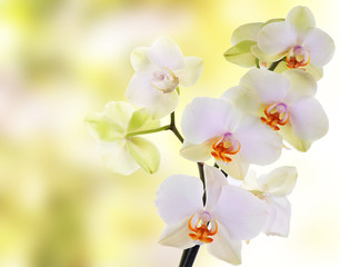 Orchid