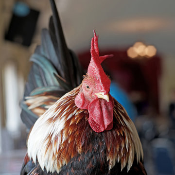 closeup of rooster