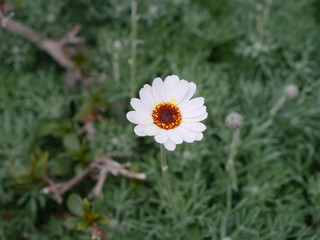 Fototapeta premium White Margaret