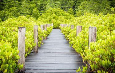 Wood bridge in mangrove forest, Rayong