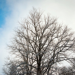 Winter Tree and blue sky