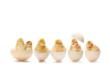 整列するヒヨコ © Tsuboya