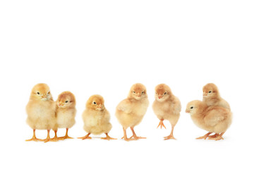 整列するヒヨコ