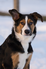 mongrel dog on a walk on a winter afternoon