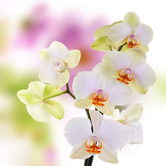 Fototapeta na wymiar Japanese Orchid