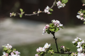 Fototapeta premium Apfelbaum mit zart weiß-rosafarbenen Blüten und Knospen