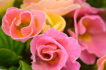 Double flower of Primula flowers