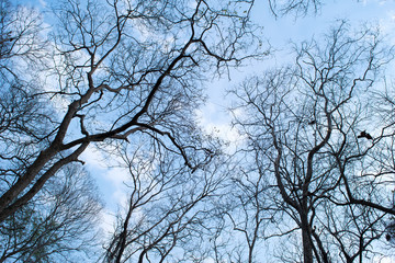 Branches of a tree without leaves in spring on blue sky