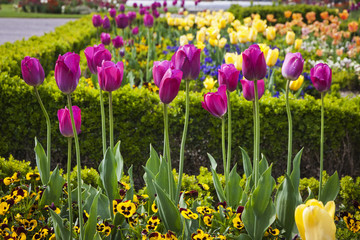 Colourful tulips in the garden