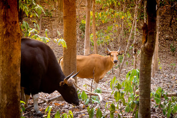Gaur or Indian bison in the forest