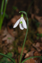 fiore di bucaneve (Galanthus nivalis)