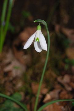 fiore di bucaneve (Galanthus nivalis)