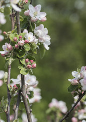 Ein Ast vom Apfelbaum mit Blüten und Knospen