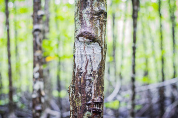 Trunk of mangrove