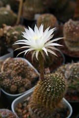 Flowering cactus