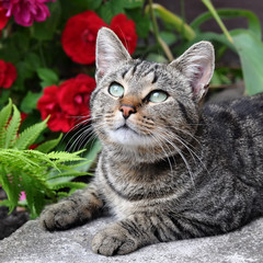 tabby cat sitting on the porch near a flowering bush with red roses