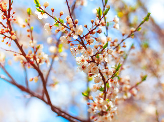 Cherry blossom in spring.