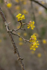 ramo di corniolo (Cornus mas) con fioritura