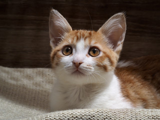 Fototapeta na wymiar Portrait of a cute kitten. We kitten beautiful eyes, fur and cute paws. Big Cat Muzzle 