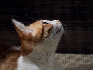 Portrait of a kitten. Muzzle kitten large. Kitten cute. White with red. Cat looking up raising his muzzle 