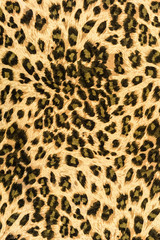 texture of print fabric striped leopard