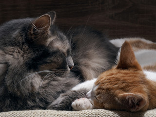 Domestic cats are sleeping comfortably. Big gray cat and the little kitten white with red. Cozy, warm, comfortable. Cats are happy, they love each other. Family cats 