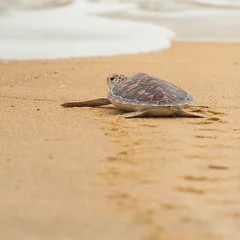 Fotobehang Schildpad Karetschildpad zeeschildpad op het strand, Thailand.