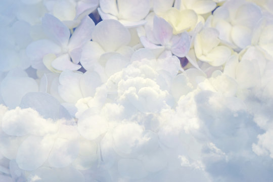 Floral background soft purple hydrangea flowers and sky (vintage  soft color style)