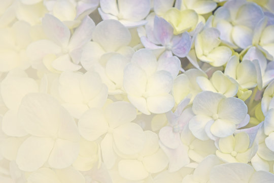 Fototapeta Floral background soft purple hydrangea flowers (vintage soft color style)