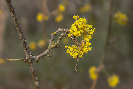 ramo di corniolo (Cornus mas) con fioritura