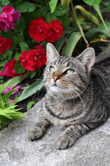 Naklejka na ściany i meble tabby cat sitting on the porch near a flowering bush with red roses