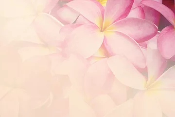 Keuken spatwand met foto Floral background  Frangipani or Plumeria flowers (vintage  soft color style) © ananaline